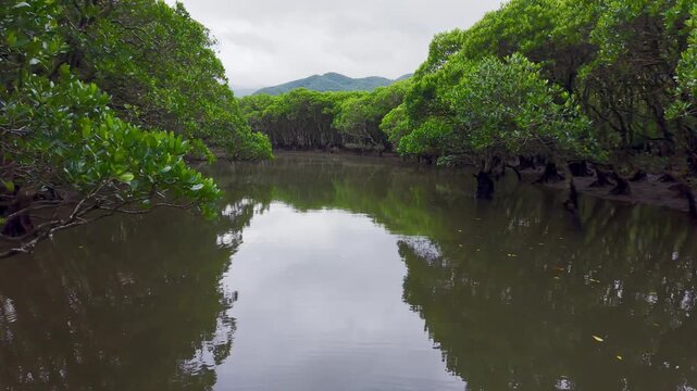 奄美大島・マングローブ原生林