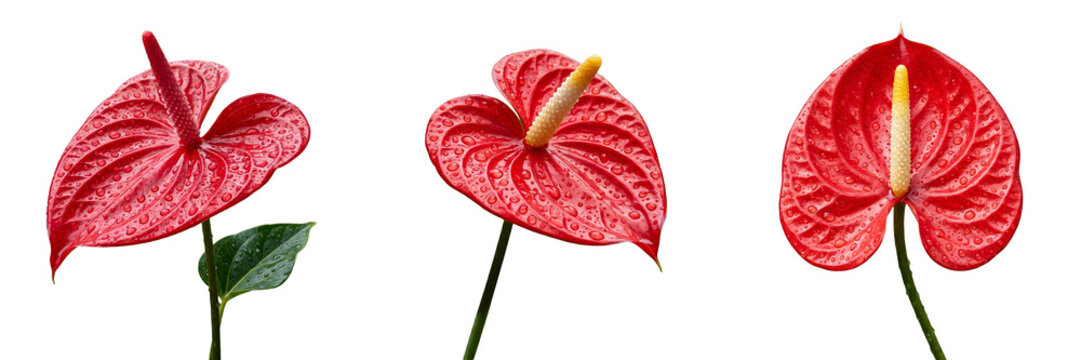 A collection of three high-resolution, isolated PNG images featuring striking, heart-shaped red anthurium flowers, perfect for tropical floral design, modern interior decor concepts, and event styling