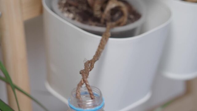 Learn how to use a simple water bottle and rope for watering plants