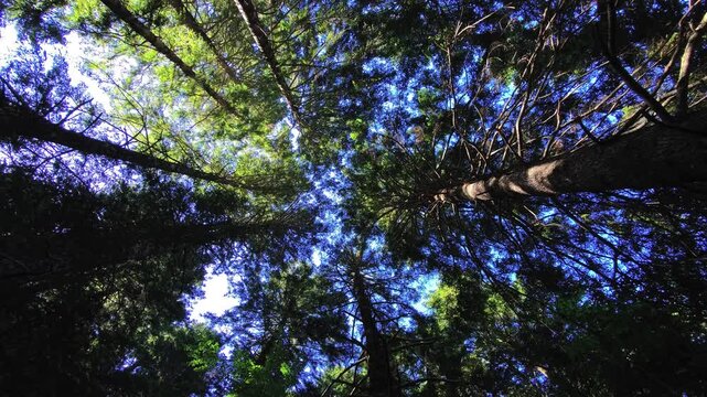 Upward conifer canopy with diagonal trunk and blue sky gaps