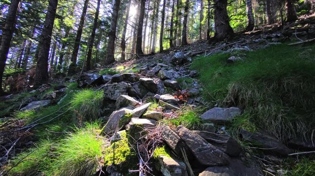 Rocky forest slope with grass clumps and filtered sunlight