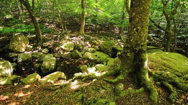 Moss-covered tree roots beside rocks on forest floor