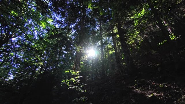 Dark conifer slope with sun flare over mossy rocks