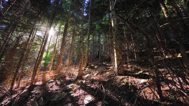Backlit conifer hillside with needle litter and branch tangle