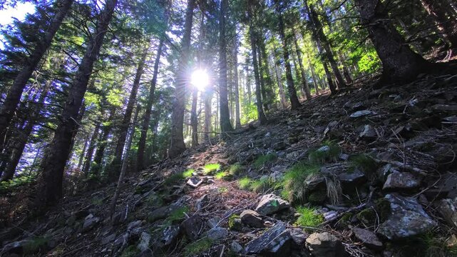 Sunlit rocky conifer slope with grass tufts and stone fragments