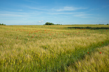 Fototapeta premium Wide Barley Field with Red Poppies Under Blue Summer Sky. Expansive view of a barley field stretching toward the horizon with scattered red poppies adding vibrant color to the agricultural landscape. 