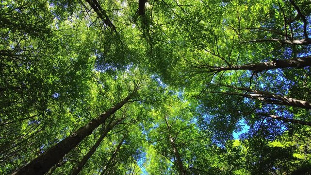 Open broadleaf canopy with blue sky gaps and fine branches