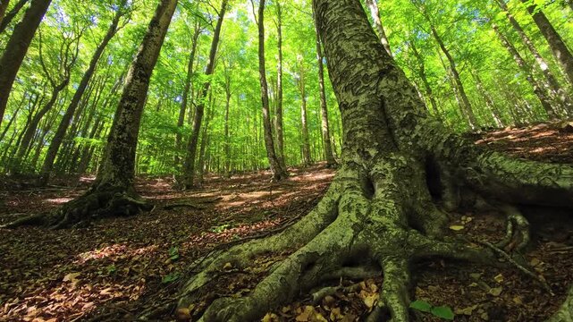 Large exposed roots spreading across leaf-covered forest floor