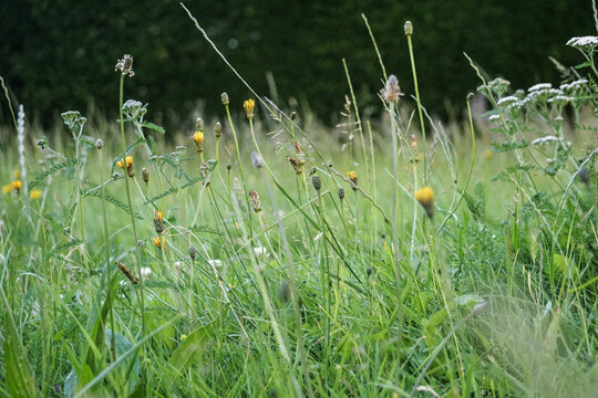 Hohe wilde Blumenwiese mit gelben Bl&uuml;ten im Sommer