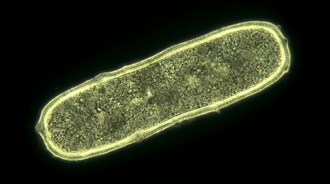 Microscopic view of a single bacillus bacterium with double membrane