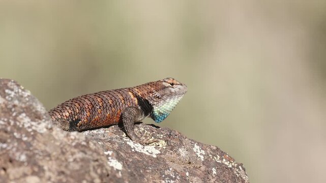 A male Western Fence Lizard displays the characteristic posturing to establish and defend a territory from the top of a sunny lichen covered boulder in Southern Utah USA on a summer morning. 