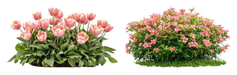 Obraz premium PNG Vibrant pink tulips and azalea bush in full bloom, transparent background