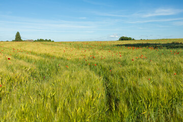 Obraz premium Green Barley Field Landscape with Natural Path Under Blue Sky. Wide countryside landscape featuring a lush green barley field with a visible track leading through the crop. 