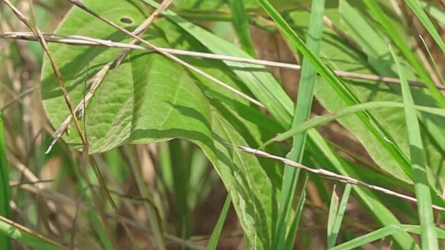 Close-up of a grasshopper jumping from a green leaf in super slow motion