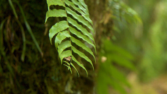 Close Up of a Green Fern Frond in a Tropical Rainforest