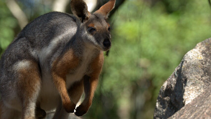 Alert Swamp Wallaby Standing Near a Rock in Australian Bushland © blueringmedia