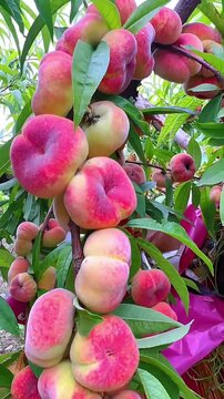 Ripe juicy flat peaches hanging from lush green orchard branches in this vibrant summer harvest video footage capturing the natural beauty and abundance of fresh organic fruit ripening under sunlight