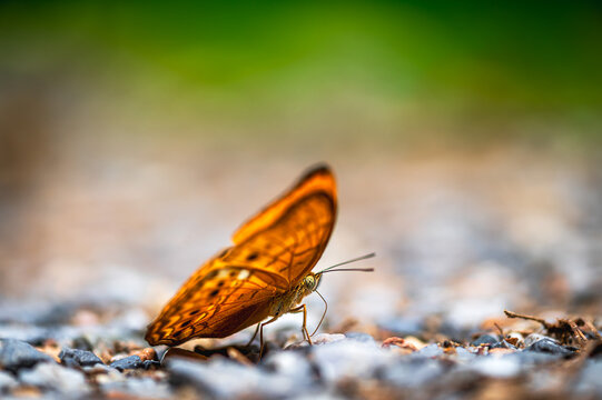 Colorful butterfly on ground during rainy season in Ban Krang camp, Kang Krajarn, Petchburi