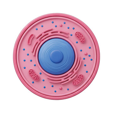3D Model of an Animal Cell Cross-Section