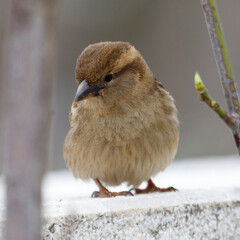 Obraz premium Tiny brown sparrow perches calmly on stone ledge