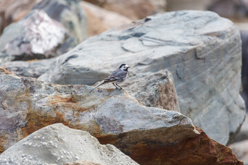 Obraz premium Small bird perches on weathered rocks