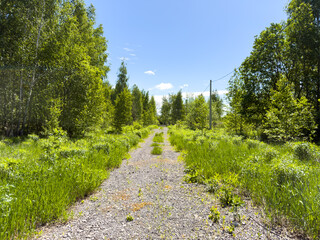 Obraz premium Gravel path winds through lush green trees