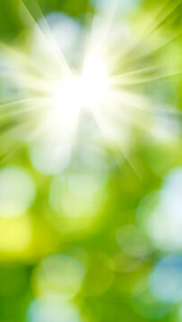 Bright sunlight shines through green leaves in a forest. The light creates a warm effect on the foliage. It is midday, and the scene feels lively with nature.