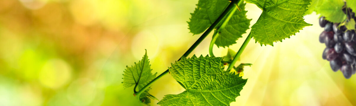 Grapevine shows green leaves and clusters of dark grapes hanging in a garden. Sunlight shines through the leaves creating a bright setting on a summer day.