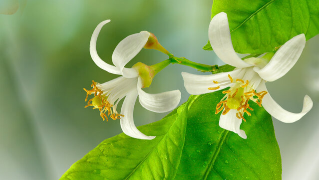 Two white flowers with yellow centers grow on a green branch surrounded by leaves in a garden. Sunlight shines on the flowers, showing details.