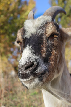 A goat stands with its face close to the camera. Its horns are visible. The background shows some trees with leaves. It is bright and sunny outside.