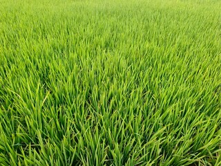Obraz premium Green Rice Field Agricultural Crop Green Rice Crop Growing In Agricultural Field Lush Paddy Field In Natural Farm Landscape Healthy Rice Plants In Sustainable Agriculture Fresh Green Rice Field Backgr