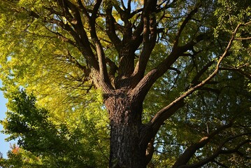 Fototapeta premium 陽光に照らされる大木の幹と緑の葉が広がる自然風景 Sunlit tree trunk and green foliage in a peaceful natural setting 