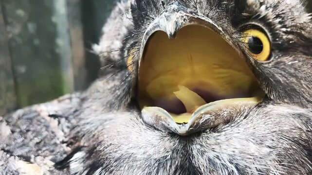 Close-up of a Tawny Frogmouth bird with its mouth open showing its beak and yellow interior