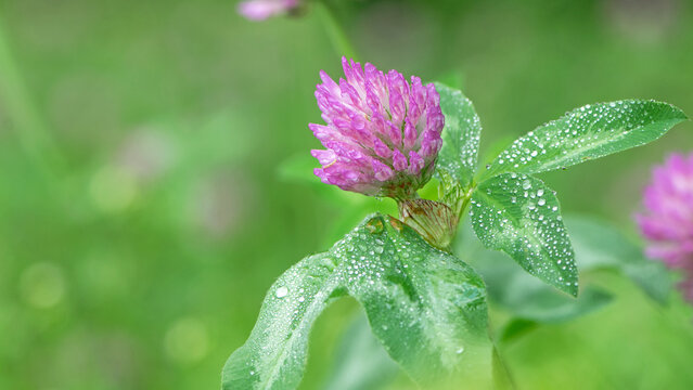 Red Clover, Trifolium pratense, in a typical meadow environment. delicate flower, on a light green natural background, with drops after rain, morning dew, moisture on the petals. macro nature.