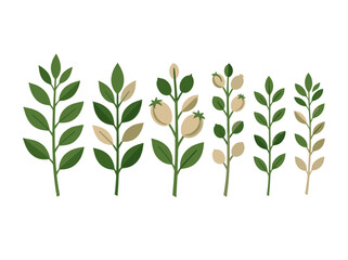 Fototapeta premium Green Leafy Plant Growth Stages Vector Illustration, Isolated Transparent Background for Botanical Science and Gardening Design