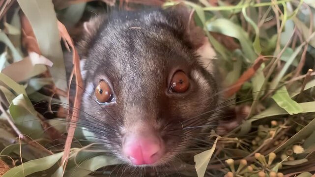 Close-up of a curious possum peeking through eucalyptus leaves in its natural habitat