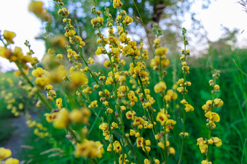 Obraz premium A bouquet of vibrant yellow flowers arranged in a rustic vase on a wooden table with natural daylight.