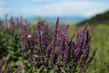 Obraz premium Purple wild sage flowers with soft mountain background