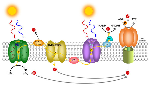 Photosynthesis Light Dependent Reaction Diagram with PSII PSI and ATP Synthase. Detailed biology diagram of the light-dependent reactions of photosynthesis in the thylakoid membrane.