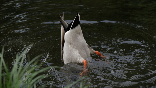 A humorous and close-up shot of a mallard duck diving headfirst into the water to feed, showing only its tail feathers and orange feet visible above the surface. A natural wildlife moment capturing an