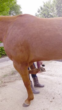 Person behind the brown horse cleaning hoof wide shot