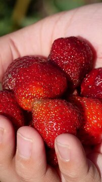 Ripe red strawberry in a child's hand against a strawberry patch. Growing and harvesting fresh berries in the garden. Sweet natural dessert rich in vitamins and healthy nutrition.