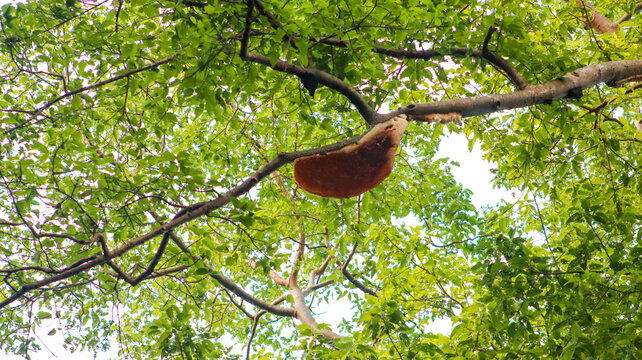 Beehive on a tree branch in the forest.