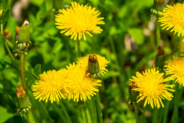 Yellow dandelion flowers Taraxacum officinale. Dandelion on spring sunny day © OlgaPak