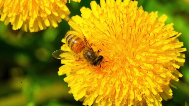 Macro. The honey bee collects pollen from a dandelion flower. Collects nectar