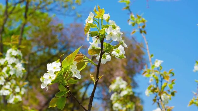 Bloosoms of the Nashi pear, Pyrus pyrifolia, in spring