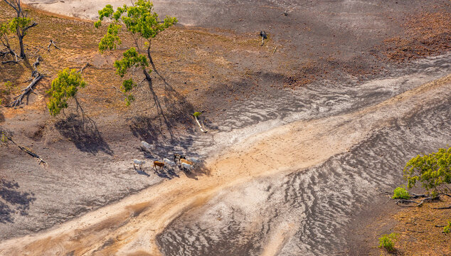 Cattle crossing dry creek near the Narrows