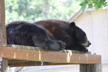 black bear cub © Katie