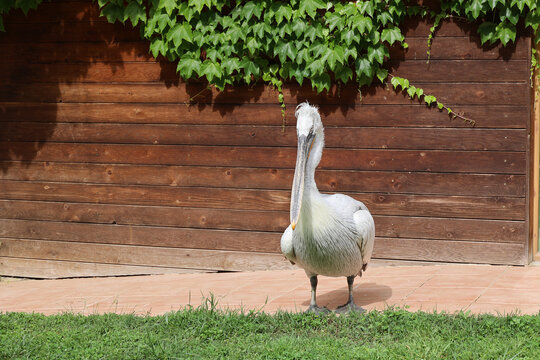 Dalmatian pelican in Divjaka-Karavasta National Park- Albania