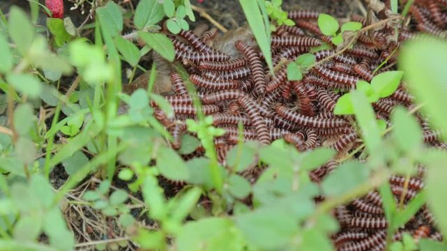 Group of Rusty Millipedes Crawling on Ground in Green Grass